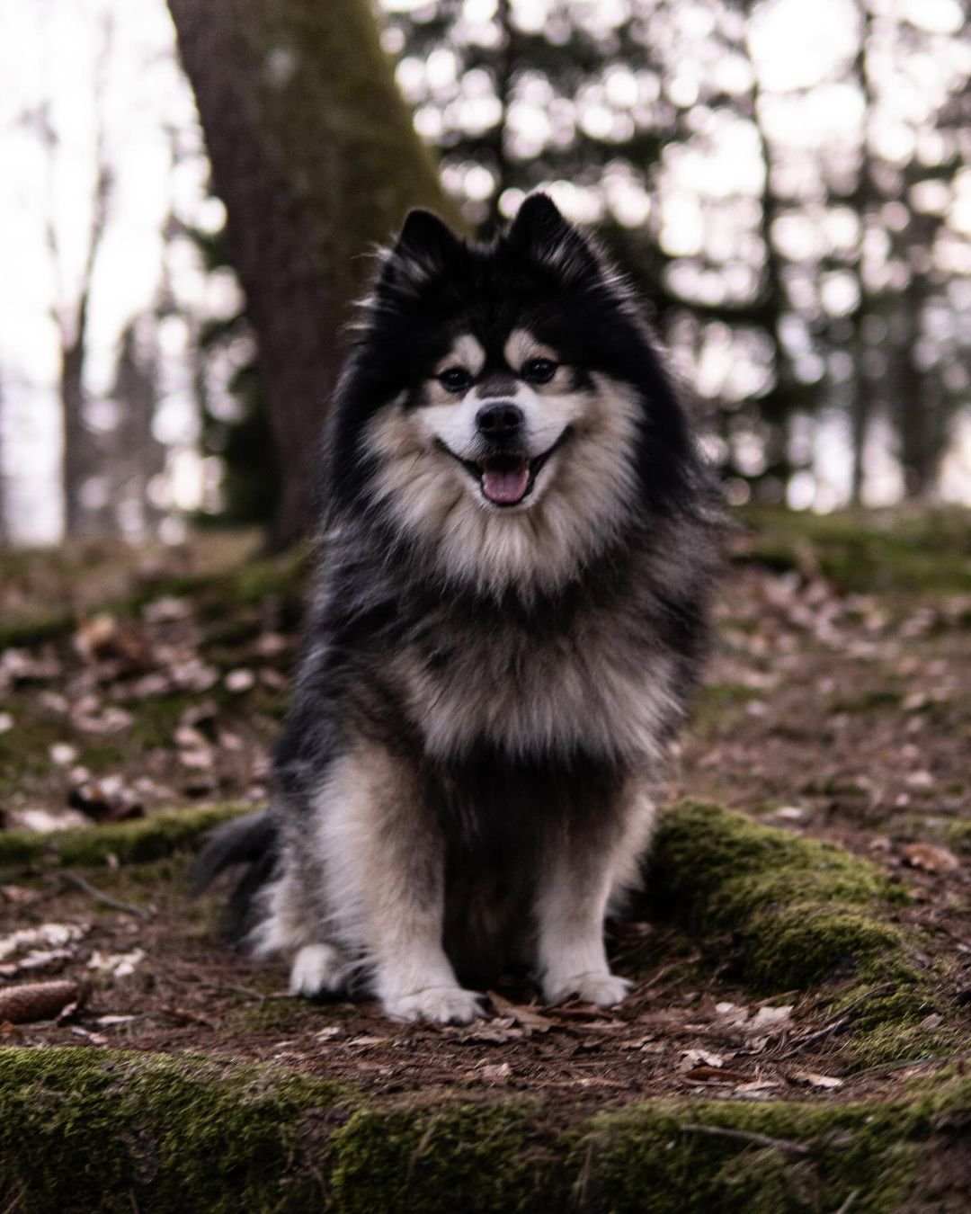 Pomsky puppies for sale USA